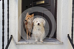 Two dogs at the doorstep