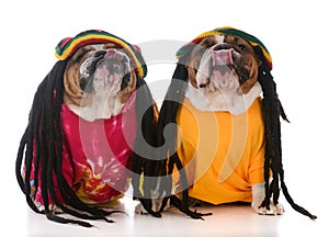 two dogs with dreadlock