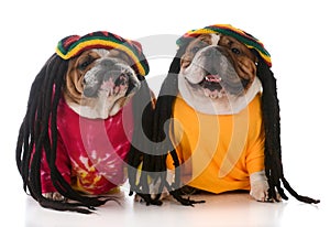 Two dogs with dreadlock