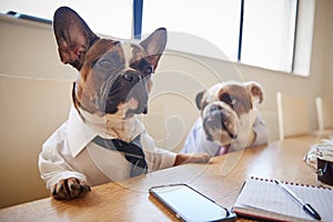 Two Dogs Dressed As Businessmen Having Meeting In Boardroom