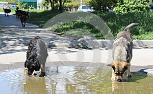 Two dogs drink water from a puddle