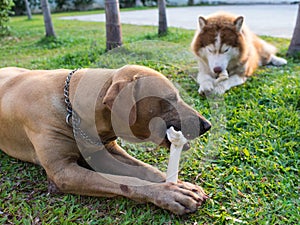 Two Dogs Eating a Dog Bone Artificial