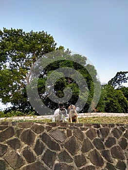 Two dogs enjoying life in the caribbean