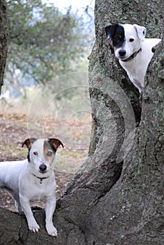 Two dogs exploring in nature