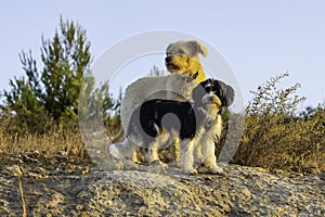 Two Dogs in a Fallow Field