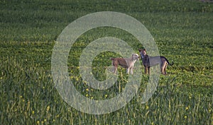 Two dogs in the field