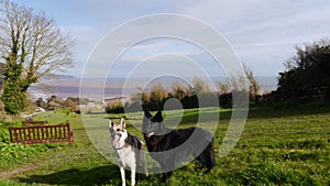 Two dogs in a field at Sidmouth in Devon England