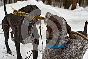 Two dogs fight for tree branch on winter walk