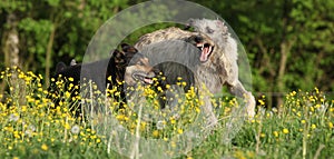 Two dogs fighting with each other in yellow flowers