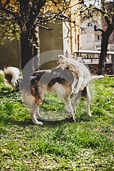 Two dogs fighting and playing together, garden