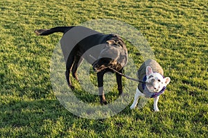 Two dogs, a French Bull Dog and a black labrador play with the same stick on grass outside. The little dog is wearing a coat and