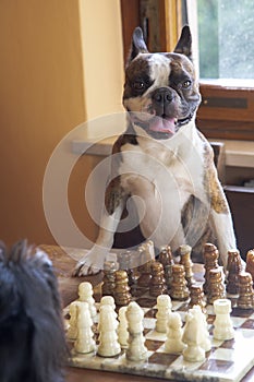 two dogs french bulldog and schnauzer play chess