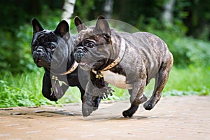 Two dogs french bulldogs run synchronously