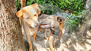 Two dogs are friend, playing