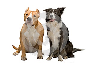 Two dogs, friends on a white background, isolated, studio light