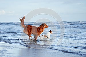 Two dogs are frolicking in shallow ocean waters under a clear sky