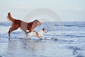 Two dogs are frolicking in shallow ocean waters under a clear sky