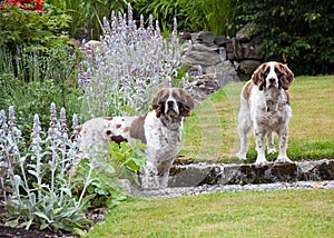 Two dogs in the garden