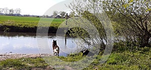 Two dogs germany water Ã¶rtze fluss