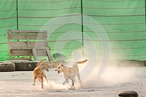 Two dogs get angry while playing each other