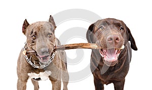 Two dogs gnaw one stick