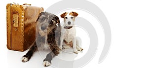 TWO DOGS GOING ON VACATIONS. JACK RUSSELL AND SHEEPDOG NEXT TO A VINTAGE SUITCASE. ISOLATED SHOT AGAINST WHITE BACKGROUND