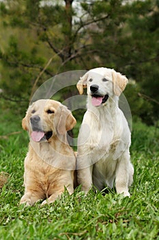 Two dogs Golden retrievers