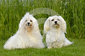 Two dogs on grass