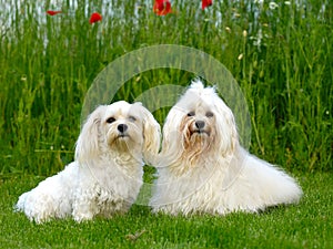 Two dogs, grass and flowers photo