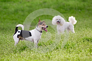 Two dogs on green grass in springtime