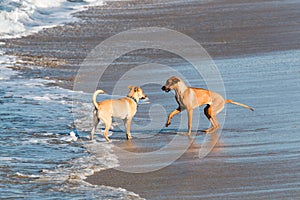 Two Dogs Greet Each Other on Beach