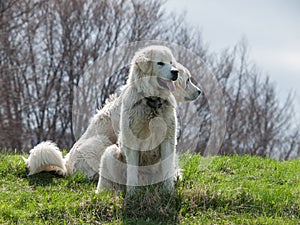 Two dogs guarding sheep