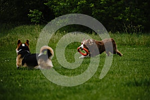 Two dogs are having fun actively running around in a green spring field playing catch-up. A brown Australian Shepherd