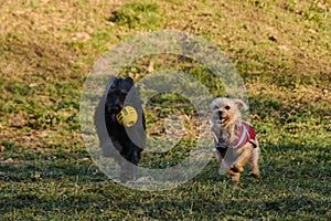 Two dogs are having fun playing in a spring park on a sunny day. A black mutt puppy runs away from a terrier with a ball