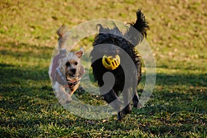 Two dogs are having fun playing in a spring park on a sunny day. A black mutt puppy runs away from a terrier with a ball