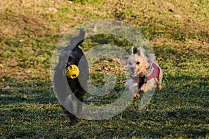 Two dogs are having fun playing in a spring park on a sunny day. A black mutt puppy runs away from a terrier with a ball