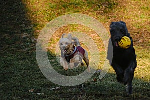 Two dogs are having fun playing in a spring park on a sunny day. A black mutt puppy runs away from a terrier with a ball