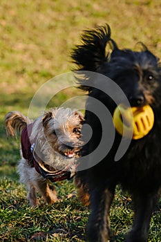 Two dogs are having fun playing in a spring park on a sunny day. A black mutt puppy runs away from a terrier with a ball