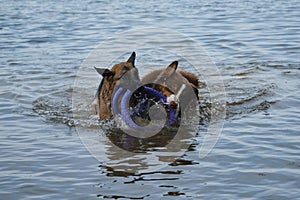 Two dogs having fun playing tug of war puller in water and spray flying in different directions. German Shepherd fighting for