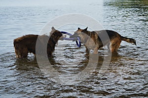 Two dogs having fun playing tug of war puller in water and spray flying in different directions. German Shepherd fighting for