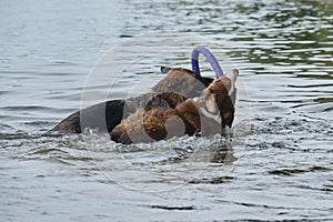 Two dogs having fun playing tug of war puller in water and spray flying in different directions. German Shepherd fighting for