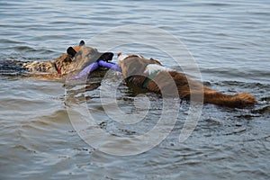 Two dogs having fun playing tug of war puller in water and spray flying in different directions. German Shepherd fighting for