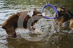 Two dogs having fun playing tug of war puller in water and spray flying in different directions. German Shepherd fighting for