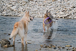 Two dogs are having fun by river on warm summer evening. German and half breed of white Swiss shepherd are best friends. Dog holds