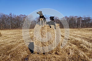 Two dogs on a haystack