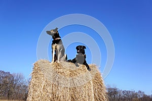 Two Dogs on a haystack against a blue sky