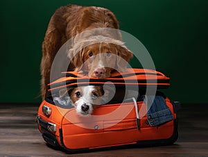 Two dogs help get ready for a trip. Pet with a suitcase. Nova Scotia Duck Tolling Retriever and Jack Russell Terrier