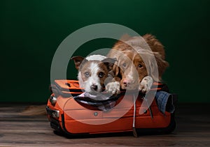 Two dogs help get ready for a trip. Pet with a suitcase. Nova Scotia Duck Tolling Retriever and Jack Russell Terrier