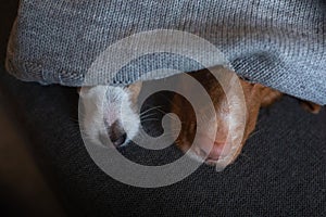 Two dogs are hiding under the blanket. Nova Scotia Duck Tolling Retriever and Jack Russell Terrier are heated home on the couch