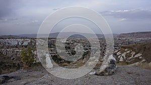 Two dogs in the hills and view on the town Goreme in Cappadoccia, Turkey photo